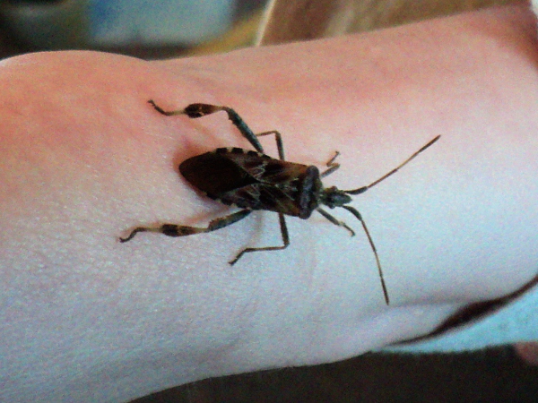 Western Conifer Seed Bug