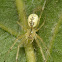 Hammock Spider