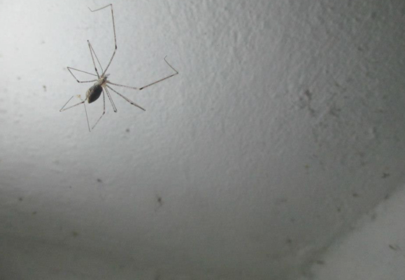 Cellar Spider