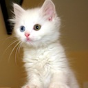 One-click Kittens Chrome extension download