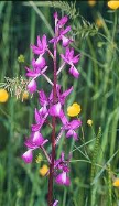 march orchid closeup