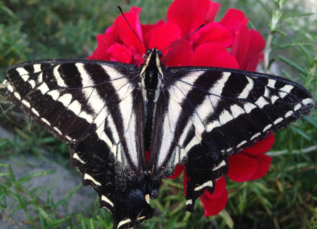 Pale Swallowtail