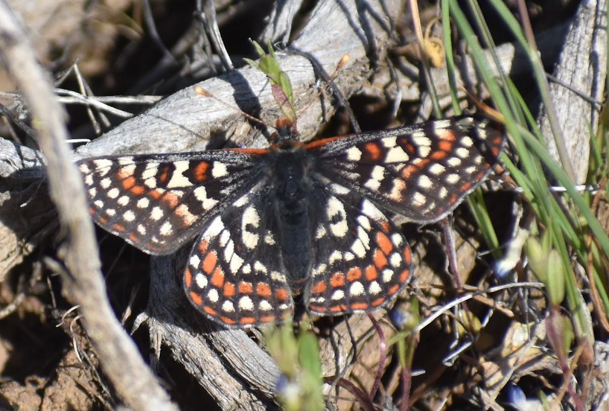 Edith's checkerspot