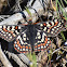 Edith's checkerspot