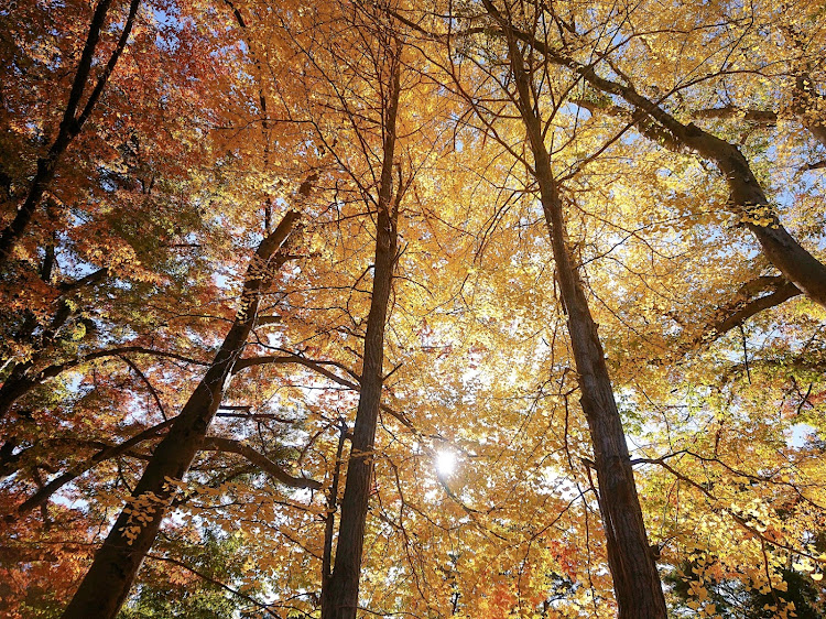 WiLLサイファの北海道神宮・円山公園・紅葉・ぼっち散歩に関するカスタム事例の投稿画像4枚目