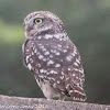 Little Owl; Mochuelo Común