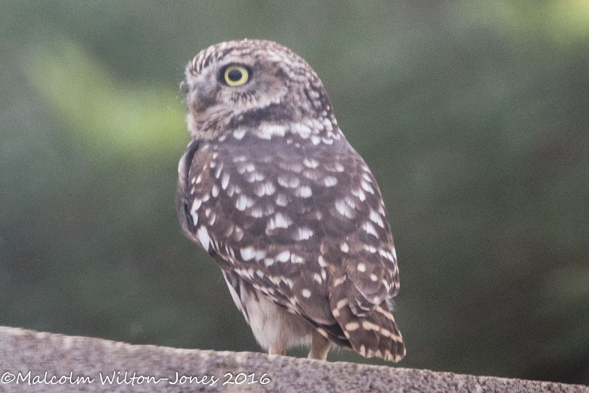 Little Owl; Mochuelo Común