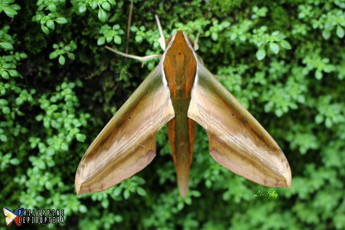 Yam Hawk Moth