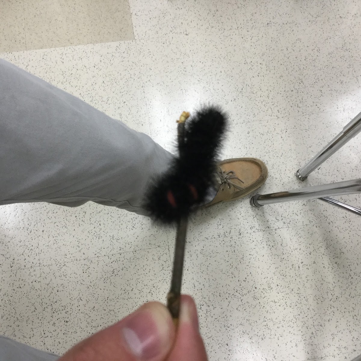 Giant Leopard Moth Caterpillar