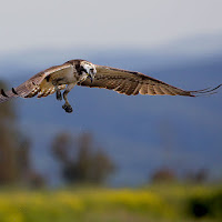 Falco Pescatore che ha mancato la preda di 