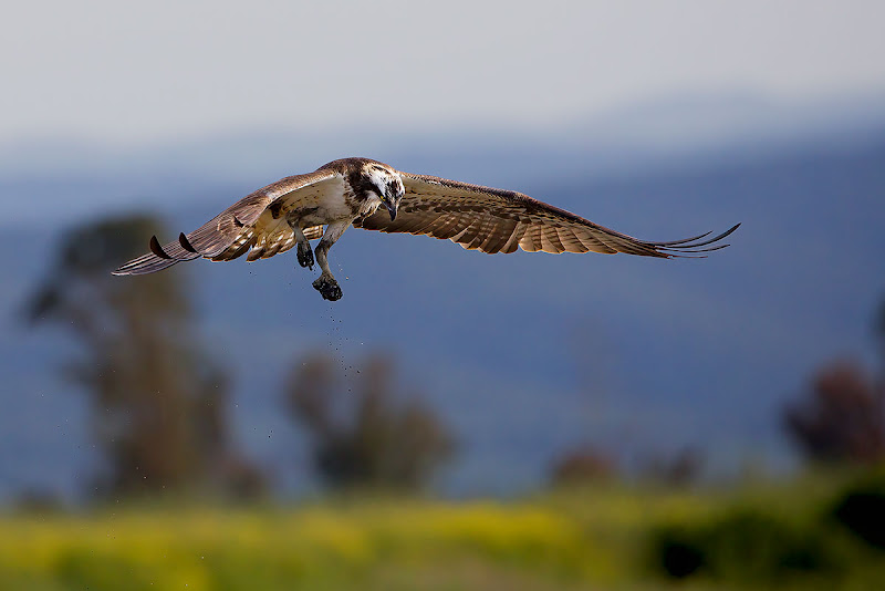 Falco Pescatore che ha mancato la preda di Blondy