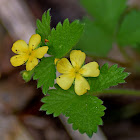 Bastard Agrimony