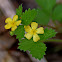 Bastard Agrimony