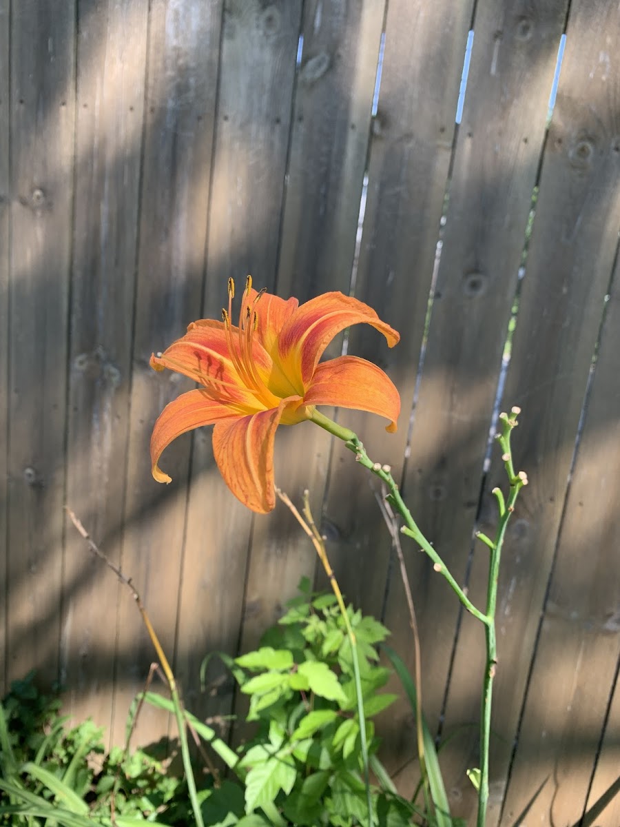 Orange Daylily