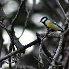 Great tit