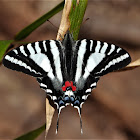 Zebra swallowtail