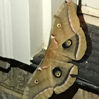 Polyphemus Moth