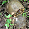 Three-toed Box turtles