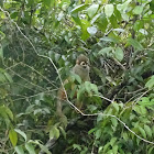 Common Squirrel Monkey