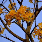 Yellow tabebuia