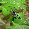 Plumipes Tiger Moth