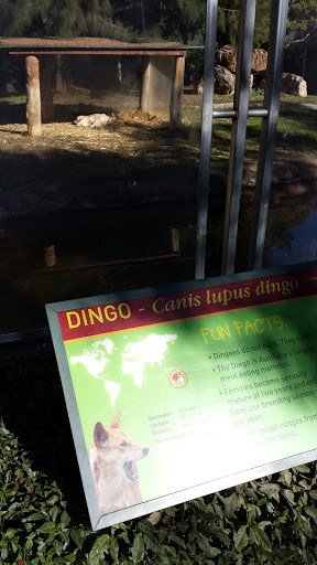 Dingo