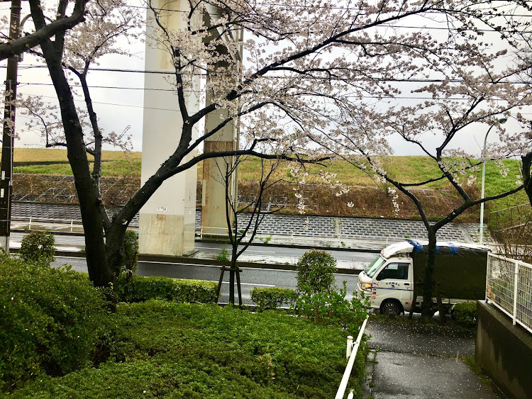 コペンの春☘️の花便り祭り!第六弾!良いね!イイね！いいね！最高だね！・幸せは自分自身で見出す物で他人から与えられる物では有りません！最高だね！・貧乏しても心❤️の貧乏人には成りたく無いですね！最高だね！・妬み!僻み!は持たず!心❤️豊かに過ごしましょう!最高だね！・人は人です!自分の納得出来る生き方をしましょう!最高だね！に関するカスタム事例の投稿画像61枚目