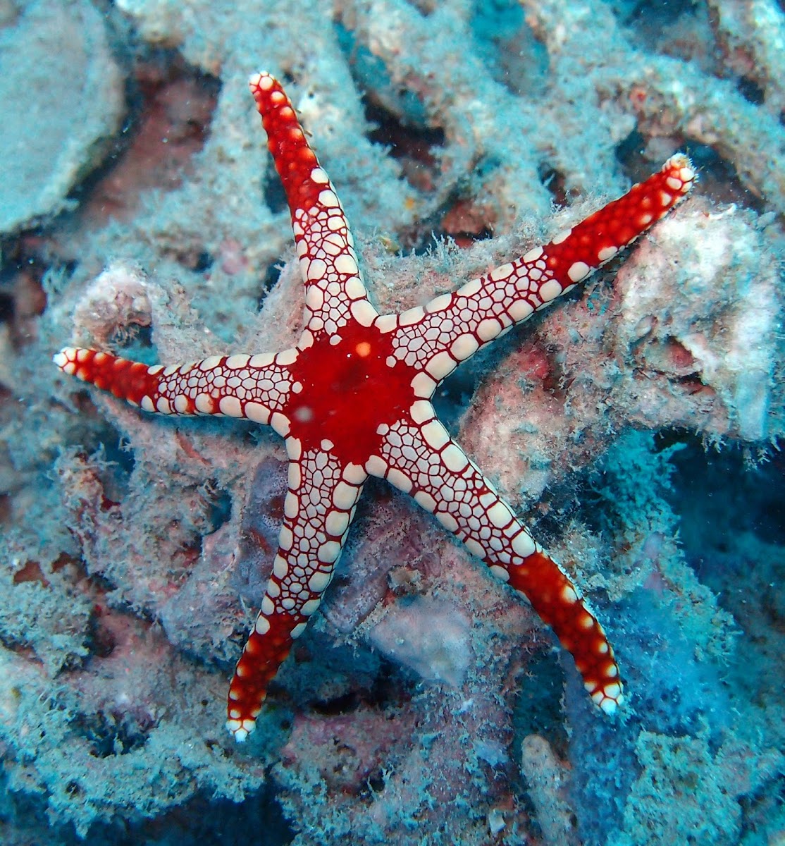 Necklace Sea Star