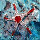 Necklace Sea Star