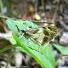 Turk's-Cap White Skipper