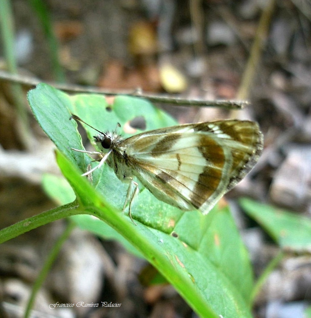 Turk's-Cap White Skipper