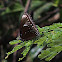 Malayan Eggfly