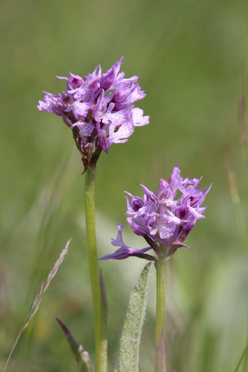 Three-toothed Orchid