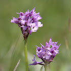 Three-toothed Orchid