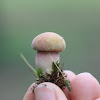 Unknown Bolete