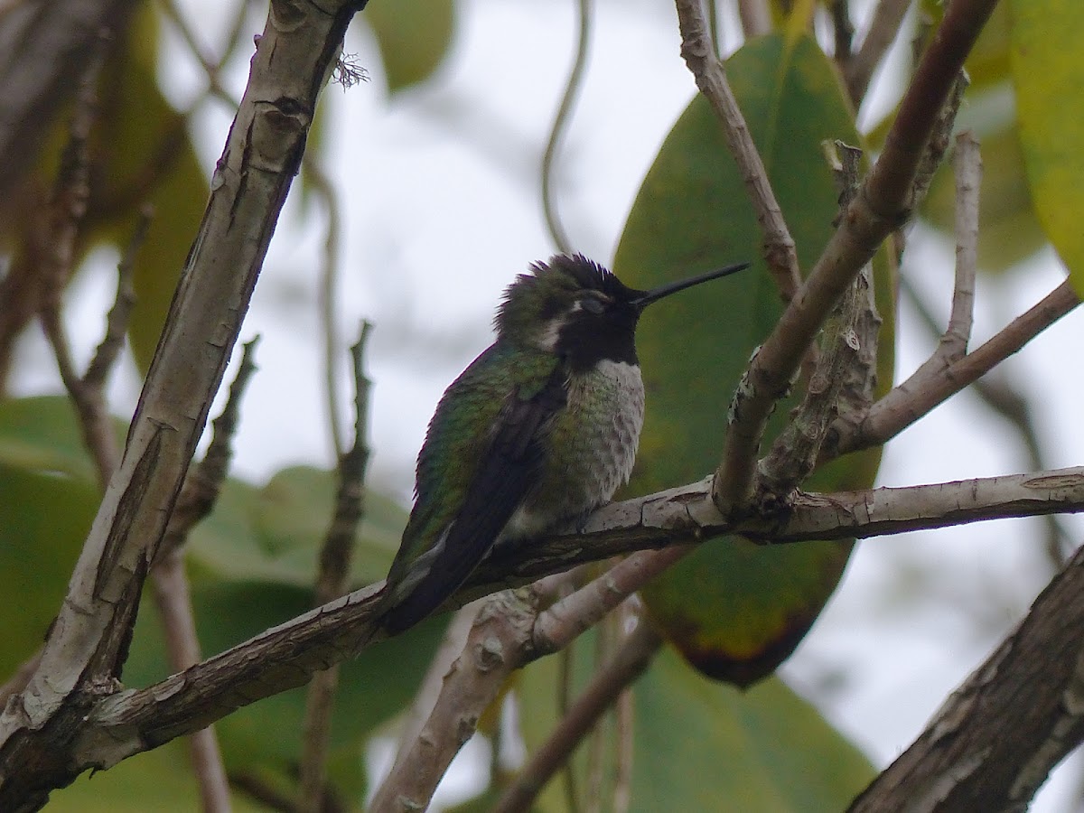 costas hummingbird