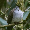 Tambourine Dove