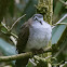 Tambourine Dove