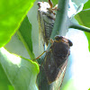 Scrub Cicada