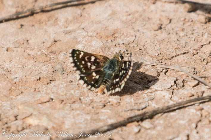 Red Underwing Skipper