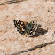 Red Underwing Skipper