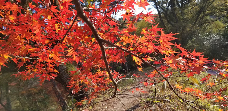 の投稿画像59枚目