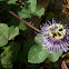 Stinking Passionflower