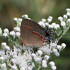 Red-banded hairstreak