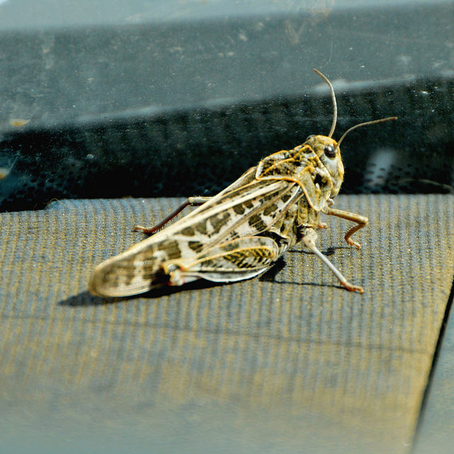 Red-shanked Grasshopper