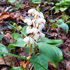 Small Round-Leaved Orchis