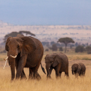 Elephant family