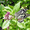 Lime butterfly