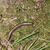 North American Millipede