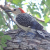 Red-bellied Woodpecker